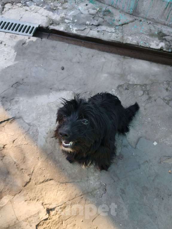 Собаки в Ростове-на-Дону: Нашёл собачку  Девочка, Бесплатно - фото 3