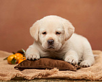 Собаки в Сертолово: Щенки лабрадора из питомника  Мальчик, Бесплатно - фото 1