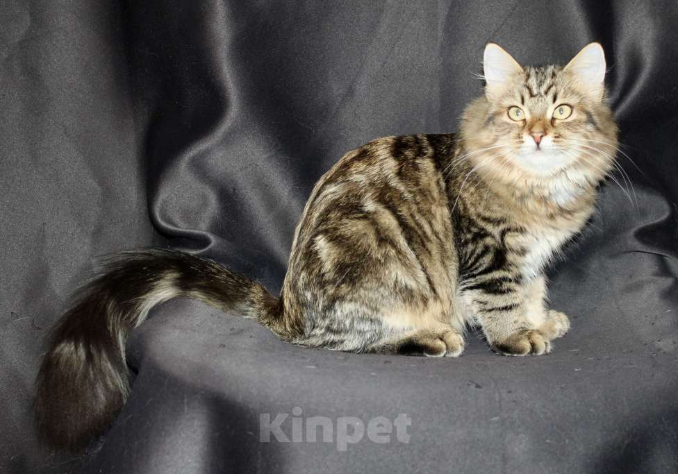 Кошки в Тюмени: Сибирский котёнок Девочка, 15 000 руб. - фото 7
