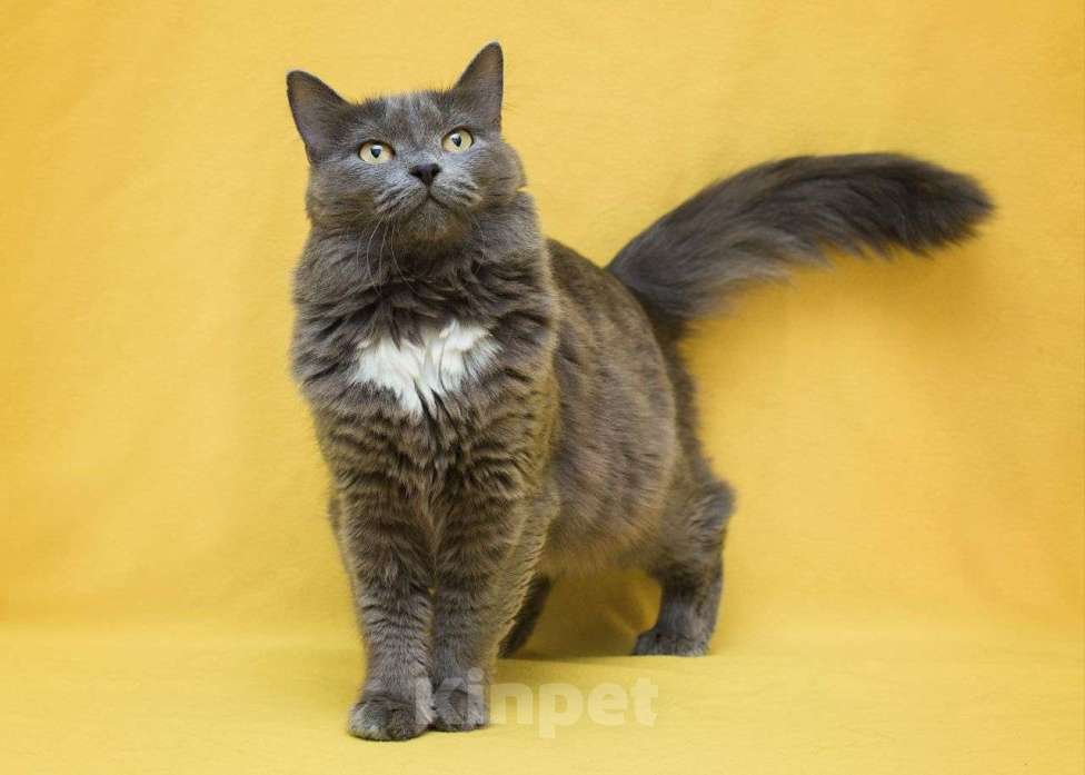 Кошки в Москве: Грейс, храбрая кошечка с сердечком на груди 🤍  Девочка, Бесплатно - фото 2