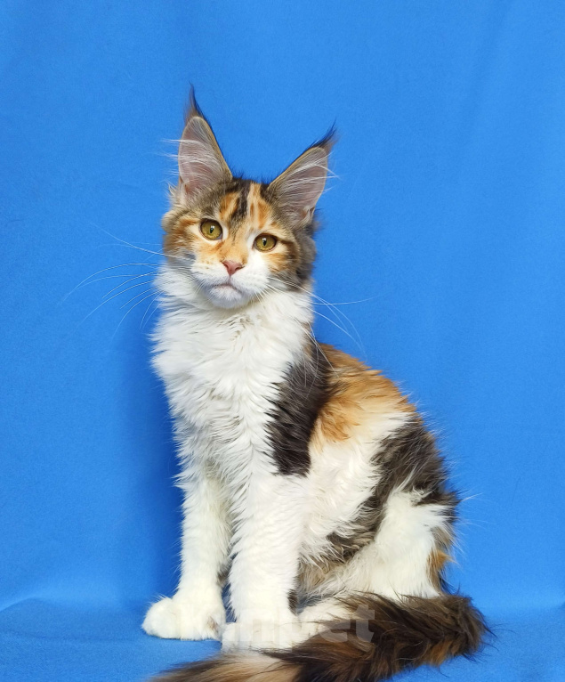 Кошки в Москве: Мейн-кун полидакт Девочка Девочка, 80 000 руб. - фото 4