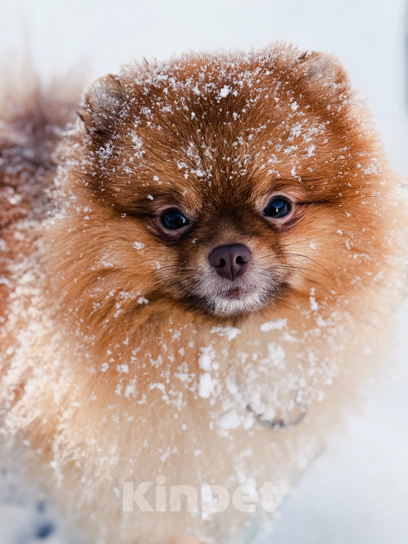 Собаки в Екатеринбурге: Вязка померанского шпица Мальчик, Бесплатно - фото 1