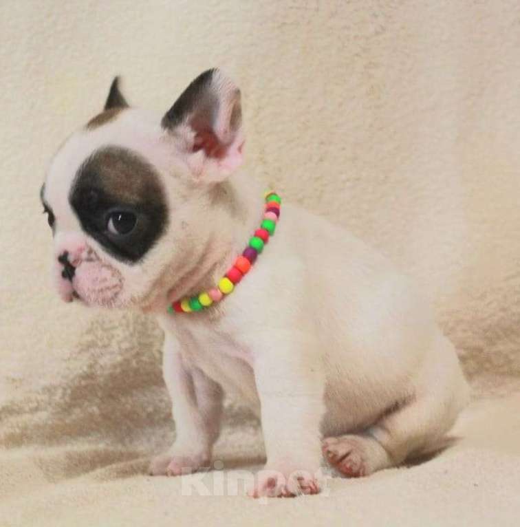 Собаки в Москве: Очаровательная француженка Девочка, 130 000 руб. - фото 3