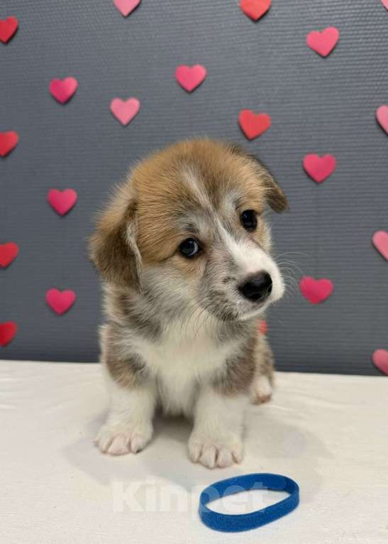 Собаки в Кургане: Щенок вельш корги пемброк, кобель Мальчик, 50 000 руб. - фото 1