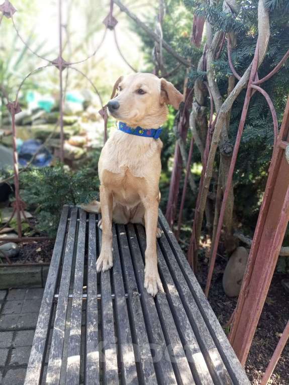 Собаки в Москве: Собачка ждёт своего друга Девочка, Бесплатно - фото 3