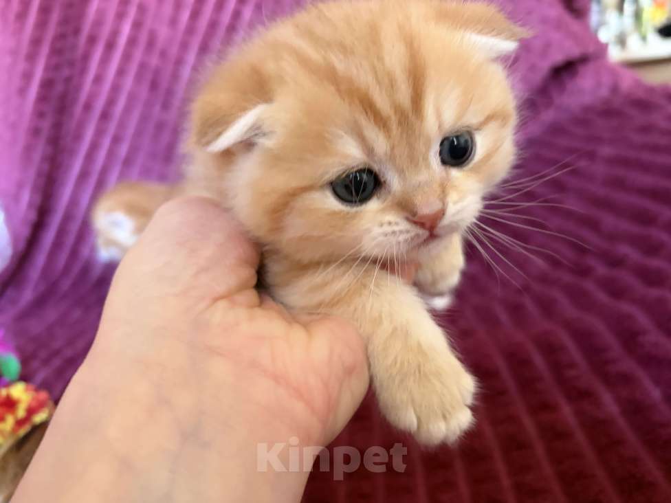 Кошки в Москве: Котик золотая шиншилла табби Мальчик, 30 000 руб. - фото 5