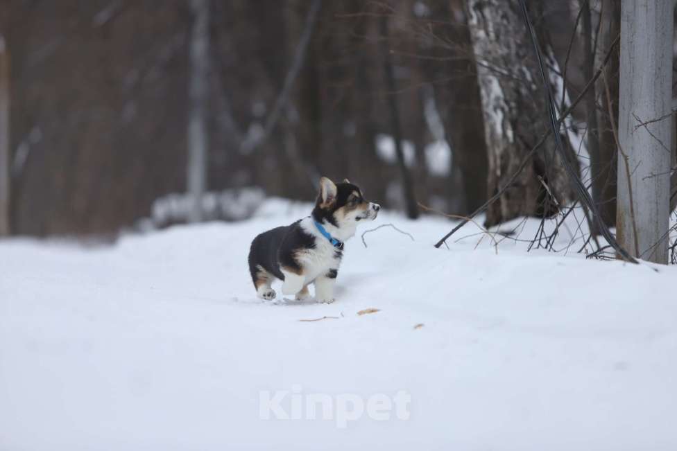 Собаки в Тюмени: Винтер Мистери Райский угодник Мальчик, 50 000 руб. - фото 5