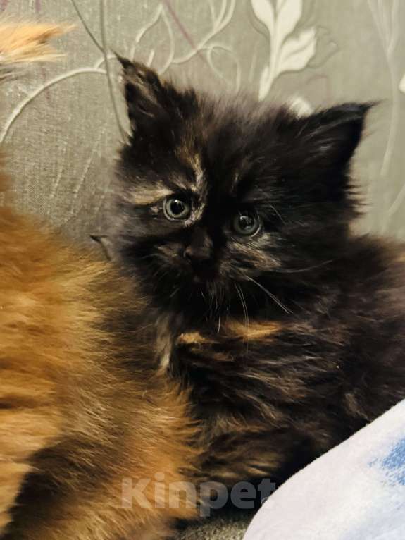 Кошки в Москве: Котята Мейн Кун Девочка, 25 000 руб. - фото 8