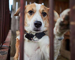 Собаки в Москве: Ирма Девочка, Бесплатно - фото 1