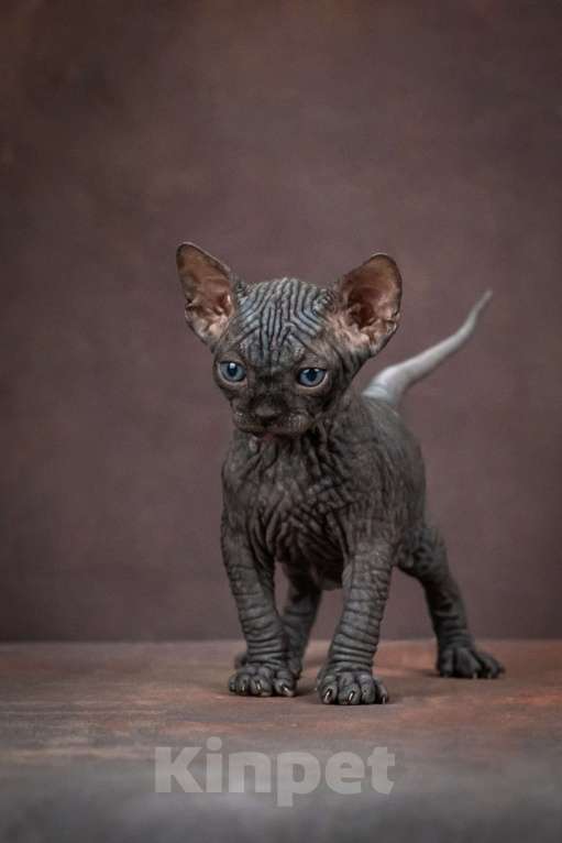 Кошки в Москве: Котенок сфинкс эльф страйт черный солид Мальчик, 80 000 руб. - фото 1