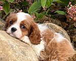 Собаки в Санкт-Петербурге: БЕСТ ИЛРЕАН ОДЖИ Мальчик, 100 000 руб. - фото 1