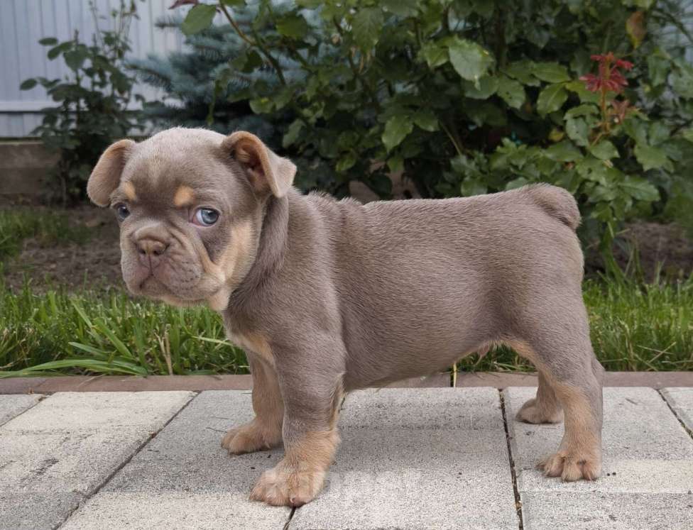 Собаки в Тимашевске: Мальчик и девочка - изабелла с подпалом. Мальчик, 70 000 руб. - фото 5