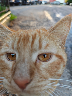 Отдам кота 💝