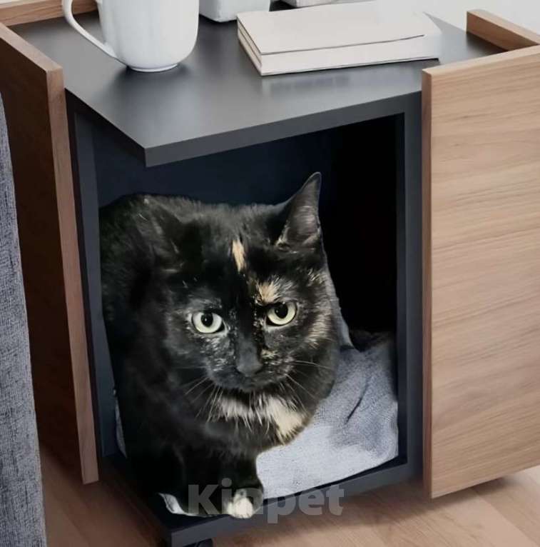 Кошки в Санкт-Петербурге: Кошечка Груня в поисках дома Девочка, Бесплатно - фото 2