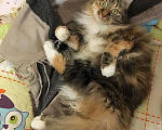 Кошки в Москве: Домашняя трехцветная кошечка Дэлька в добрые руки Девочка, 10 руб. - фото 1