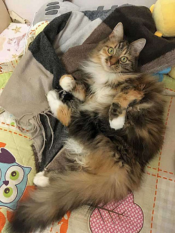Домашняя трехцветная кошечка Дэлька в добрые руки