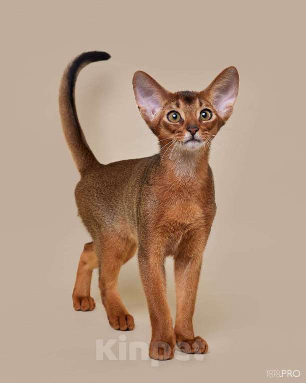 Кошки в Бердске: ПРОДАЖА 💎 АБИССИНСКИЕ КОТЯТА 💎  Мальчик, 50 000 руб. - фото 1