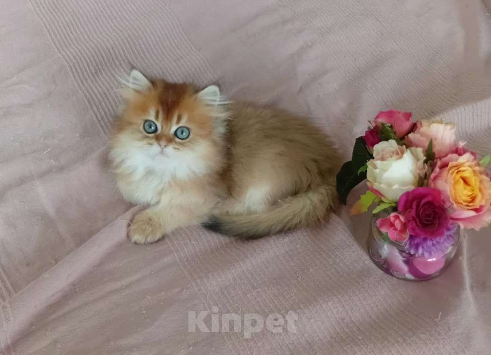 Кошки в Москве: Шотландский котик хайленд страйт ny11 Мальчик, 30 000 руб. - фото 1