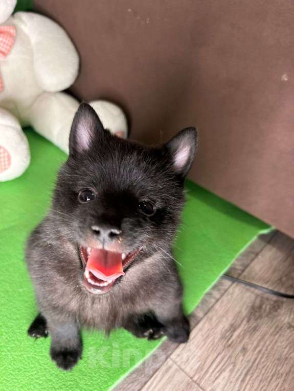 Собаки в Волгограде: Мальчик Схипперке  Мальчик, 50 000 руб. - фото 7