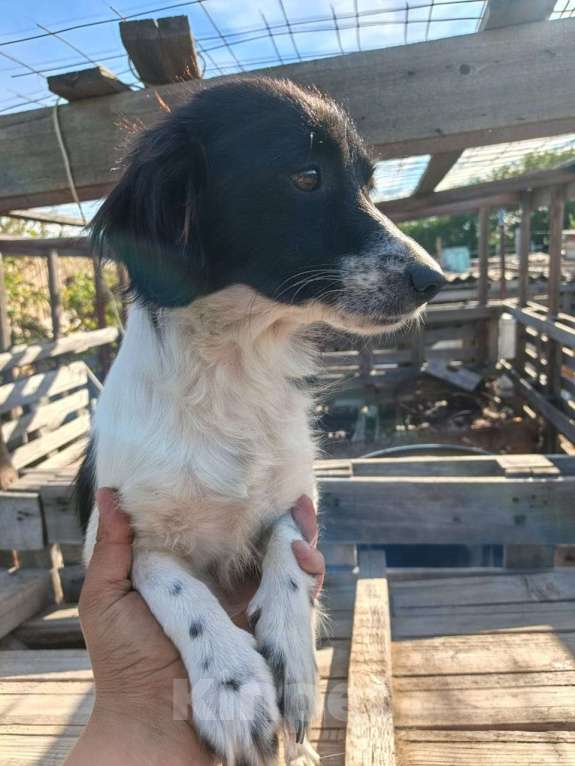 Собаки в Москве: Маленькая собачка ищет дом Девочка, Бесплатно - фото 5