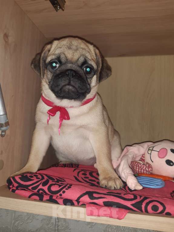 Собаки в Новосибирске: Мопса щенок девочка 3 месяца Девочка, 42 000 руб. - фото 3