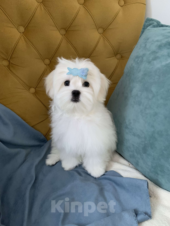 Собаки в Москве: Мальтийская болонка Мальчик, 50 000 руб. - фото 2