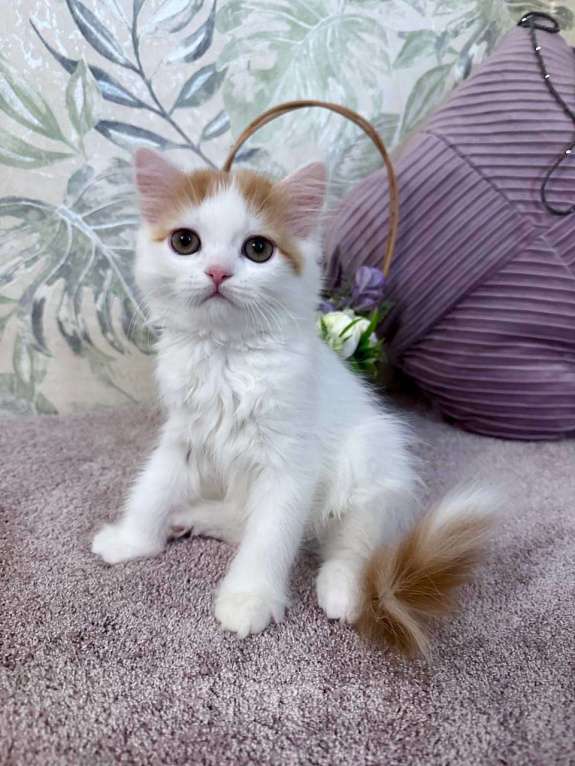 Кошки в Москве: Шотландский длинношерстный котенок Мальчик, 45 000 руб. - фото 1