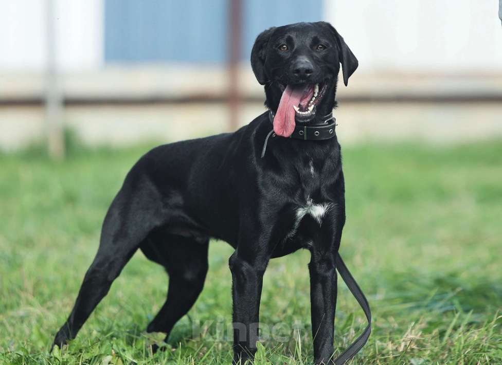 Собаки в Москве: Дерику нужен дом  Мальчик, Бесплатно - фото 1