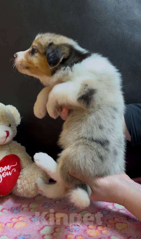 Собаки в других городах Московской области: Бордер колли мраморные малыши Девочка, 90 000 руб. - фото 4