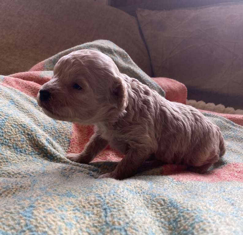 Собаки в Санкт-Петербурге: Очаровательная девочка той пуделя Девочка, Бесплатно - фото 4