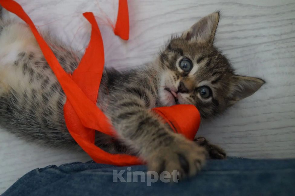 Кошки в Саратове: Отдам даром Мальчик, Бесплатно - фото 6