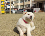 Собаки в Москве: Голубоглазый ЩЕНОК! Девочка, Бесплатно - фото 4