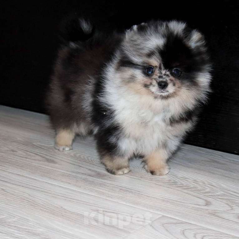 Собаки в Москве: Самая РАСПИСНАЯ красотка шпица Девочка, 75 000 руб. - фото 7