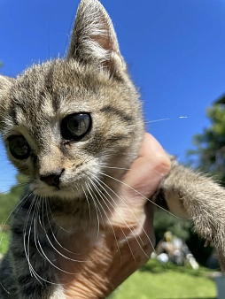 Котенок в добрые руки