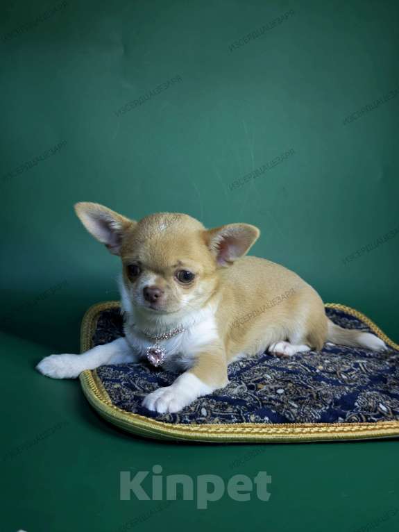 Собаки в Москве: Мини мальчик с лиловым носиком Мальчик, 40 000 руб. - фото 3