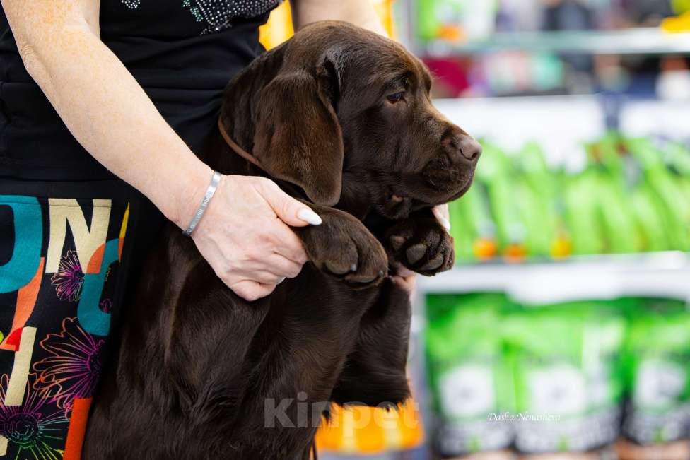 Собаки в Москве: Щенок шоколадного лабрадора (РКФ) Девочка, 60 000 руб. - фото 3