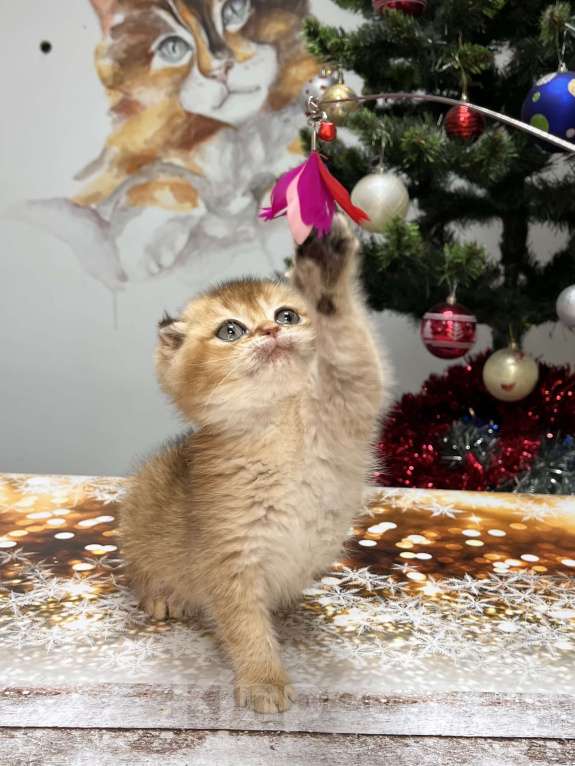 Кошки в Геленджике: Шотландский вислоухий котенок золотая шиншилла Мальчик, 45 000 руб. - фото 1