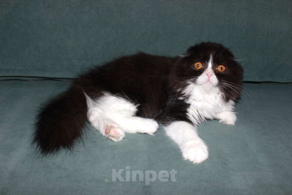 Кошки в Санкт-Петербурге: Шотландская вислоухая  Девочка, Бесплатно - фото 7