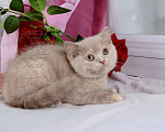 Кошки в Мурином: Британский котенок окраса лиловый черепаховый Девочка, 30 000 руб. - фото 6