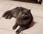 Кошки в Москве: Котёнок ищет дом Мальчик, 10 руб. - фото 4