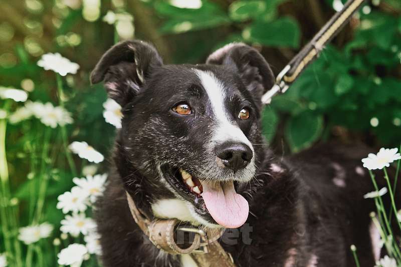Собаки в Москве: Небольшой ласковый пёсик Джек в добрые руки Мальчик, Бесплатно - фото 2