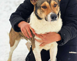 Собаки в Москве: Эрни 1,5 года  Метис лайки Мальчик, 1 руб. - фото 2
