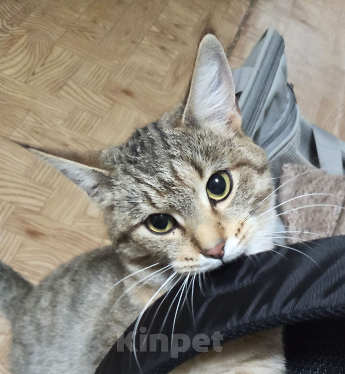 Кошки в Первоуральске: Буся в добрые руки Девочка, Бесплатно - фото 2