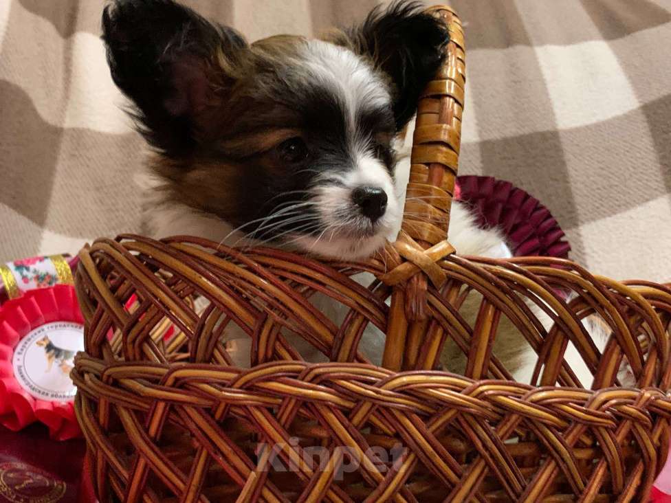 Собаки в Кириши: Щенок папийона Мальчик, Бесплатно - фото 5