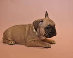 Собаки в Москве: Мальчик французского бульдога  Мальчик, 50 000 руб. - фото 4