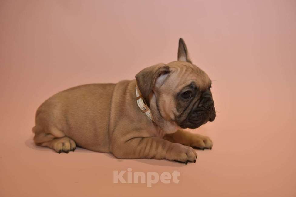 Собаки в Москве: Мальчик французского бульдога  Мальчик, 50 000 руб. - фото 4