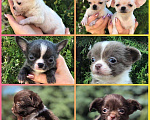 Собаки в Дзержинске: Маленькие и средние щенки., 35 000 руб. - фото 5
