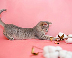 Кошки в Новосиле: Котенок в добрые руки!, 199 руб. - фото 3
