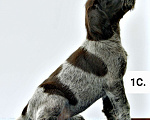 Собаки в Краснодаре: Дратхаар щенок сука 1 Девочка, 45 000 руб. - фото 4