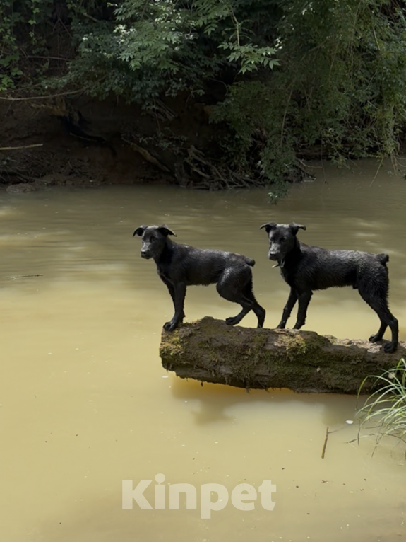 Собаки в других городах Краснодарского края: Уникальный щенок «ризеновчарик» мальчик Люк Мальчик, 1 000 руб. - фото 4